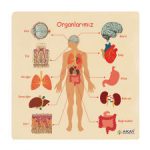AHŞAP PUZZLE ORGANLARIMIZ (30x30)(40)