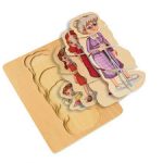 BÜYÜYEN İNSAN PUZZLE-BAYAN