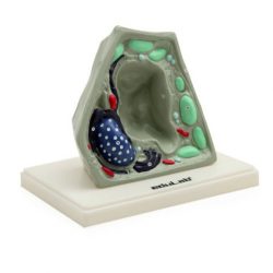 BİTKİ HÜCRESİ MODELİ (KÜÇÜK)