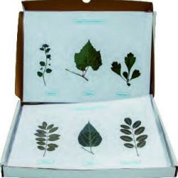 BİTKİLERİN ANA GRUPLARI