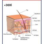 DERİ KESİTİ LEVHASI