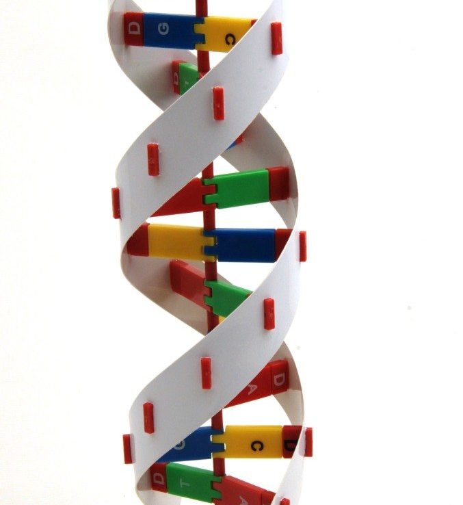 DNA MODELİ