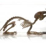 TAVŞAN İSKELETİ